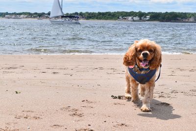 Portrait of dog sticking out tongue while standing at beach against sky