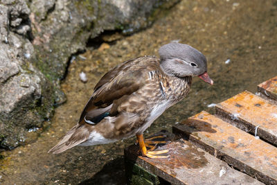 High angle view of bird on rock