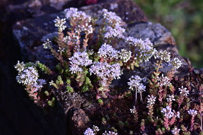 High angle view of flowering plant on rock