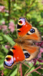 Close-up of butterfly pollinating on flower