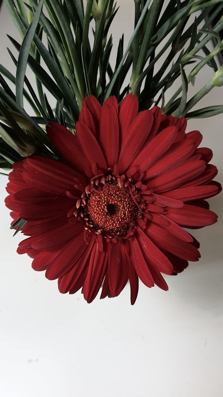 plant, flower, flowering plant, beauty in nature, red, freshness, petal, flower head, floristry, nature, inflorescence, close-up, fragility, growth, bouquet, no people, floral design, daisy, gerbera daisy, cut flowers, studio shot, indoors, pink, pollen, botany, leaf
