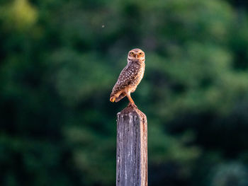 Beautiful owl