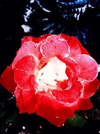 Close-up of red rose