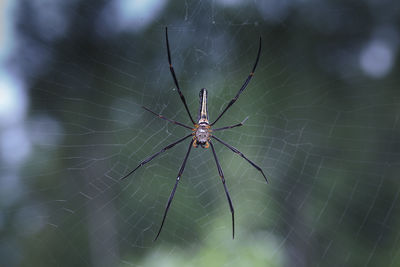 Close-up of golden silk orb-weaver on web