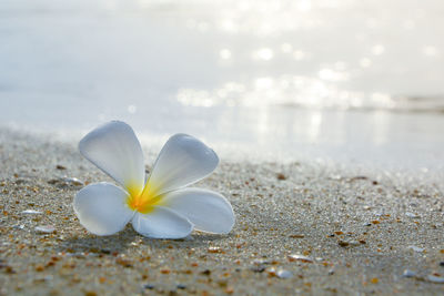 Close-up of white flower on land