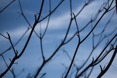 Low angle view of bare tree against sky