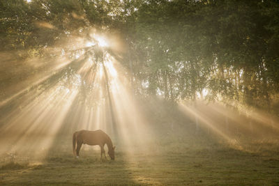 Horse on pasture, ronneby, blekinge, sweden