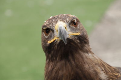 Close-up portrait of owl