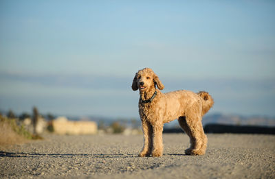 Portrait of dog standing on road