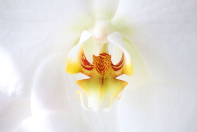 Close-up of white orchid flower