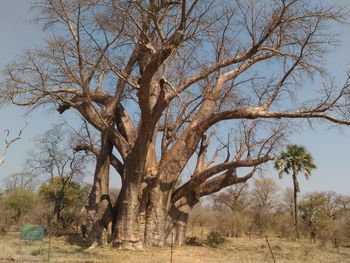 View of bare tree against clear sky