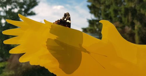 Close-up of yellow flowering plant