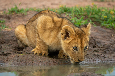 Lion cub lies drinking at water hole