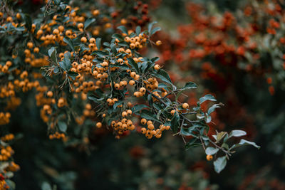 Close-up of red flowering plant