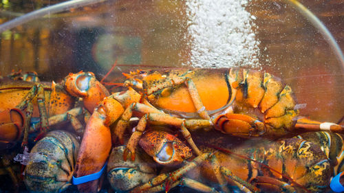 Lobsters in glass container