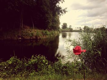Close up of pink flowers in lake