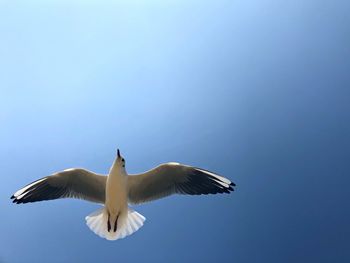 Low angle view of seagull flying