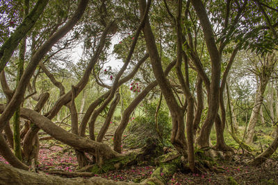 Trees growing in forest