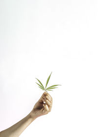Flowering cannabis plant. grower holds fresh branch in hand. marijuana bloom on isolated background
