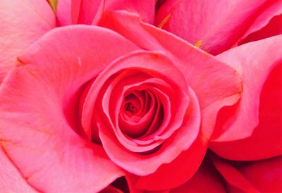 Macro shot of red rose