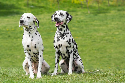 Close-up of dogs on grassy field