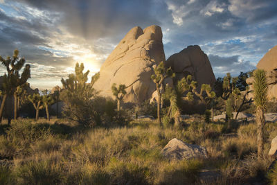 Joshua tree national park in california during a dramatic sunset. travel and tourism.
