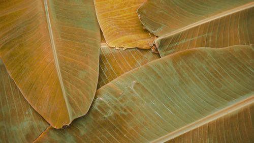 Full frame shot of leaves