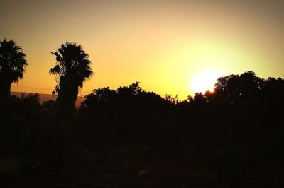 Silhouette trees at sunset