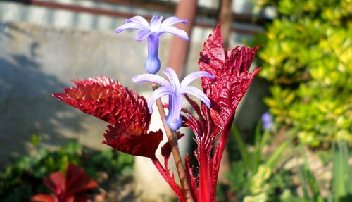 Close-up of flowers blooming outdoors