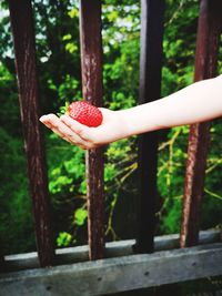 Close-up of hand holding red fruit on tree