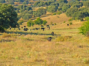 Scenic view of trees in forest