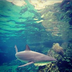 Fish swimming in sea