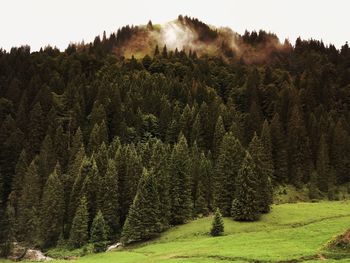 Pine trees in forest