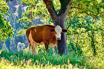 Cow standing in a field