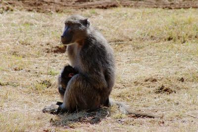 Monkey sitting on a field