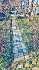Plants growing on footpath