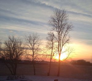 Bare trees on field at sunset