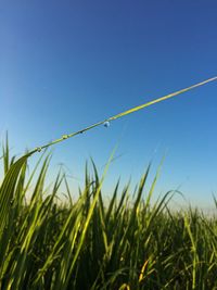 Low angle view of grass against clear blue sky