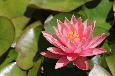 Close-up of lotus water lily in pond