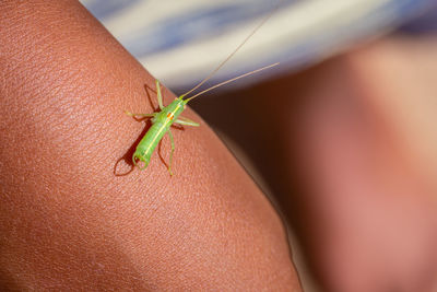 Close-up of insect on hand