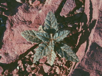 Close-up of plants