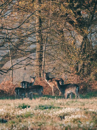 Deer on a field 