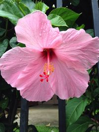 Close-up of pink hibiscus blooming outdoors