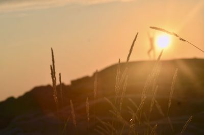 Close-up of stalks against sunset