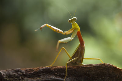 Hierodula venosa spesies mantis from borneo forest