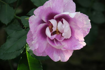 Close-up of pink rose flower