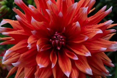 Close-up of red dahlia