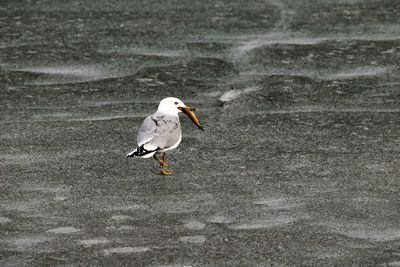 Seagull perching on a water