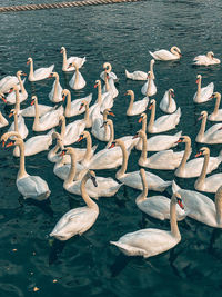 High angle view of swans swimming in lake