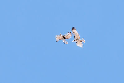 Low angle view of eagle flying against clear blue sky